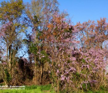 Wisteria takes over the countryside this time of year...