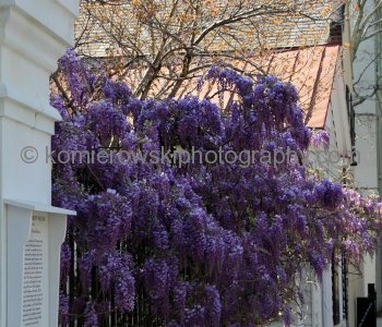 Wisteria, native vine appears everywhere across the South yet remains rather inconspicuous until early spring when it bursts forth with bright yellow blooms