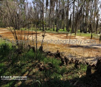 In existence since 1676, Magnolia Plantation & Gardens is a journey back through time....
