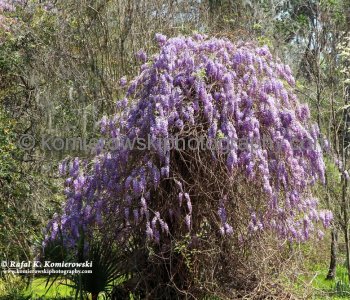 Wisteria are vigorous, twining vines that bloom in spring in Magnolia Plantation (also in South Carolina) with huge, cascading flower clusters
