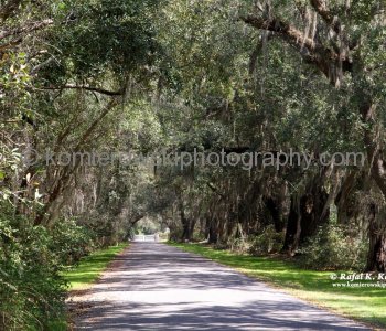 Magnolia Plantation...