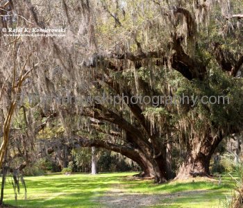 A romantic walk along the trails of this former rice plantation is a peaceful diversion from the beach...
