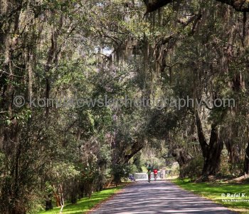 It is a beautiful drive with trees lining the road...picture taking the carriage there for the summer barbecue at the plantation, just like in -Gone with the Wind-