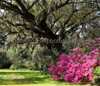 Magnolia Plantation and its gardens...one of the largest collections of azaleas and camellias in the US...