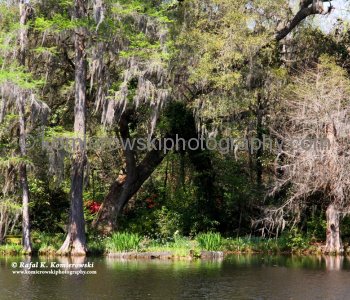 Scenery of Big Cypress Lake, Magnolia Plantation...