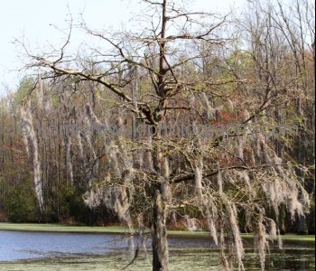 Cypress Tree and Spanish Moss, Magnolia Plantation