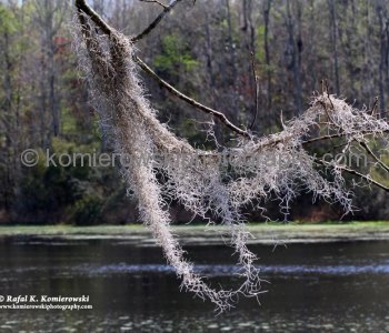 Spanish moss grows from hanging branches of tree...Audubon Swamp Garden at Magnolia Plantation and Gardens