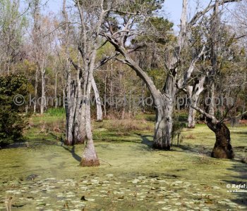 Audubon Swamp Garden at Magnolia Plantation and Gardens