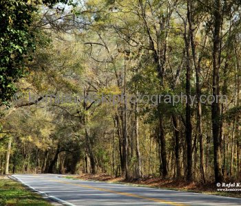 Ashley River Road Highway 61 SC Westbound)  west of Charleston, South Carolina, USA...