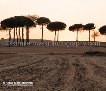 Umbrella pine trees after sunset in San Lorenzo de la Parrilla, Castilla-La Mancha, Spain.