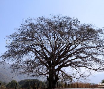 Oak tree in Sierra Madre Ocidental, Jalisco, Mexico