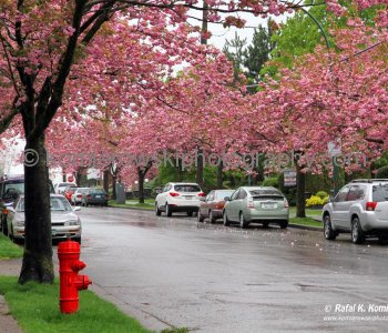 Spring in Vancouver (Under Rain Too) , British Columbia, Canada