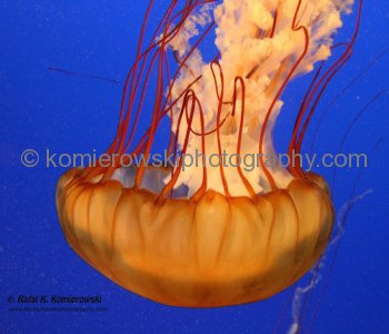 Vancouver Aquarium, located in Stanley Park is the largest aquarium in Canada ....