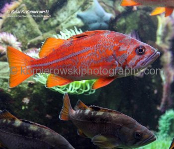 Vancouver Aquarium, located in Stanley Park is the largest aquarium in Canada ....