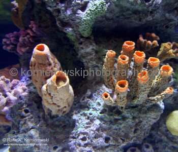 Vancouver Aquarium, located in Stanley Park is the largest aquarium in Canada ....