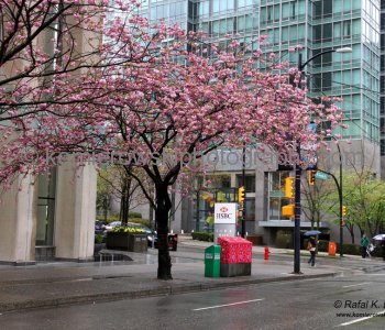 Vancouver has a number of excellent gardens and parks where the cherry and other flowering trees blossom spectacularly...