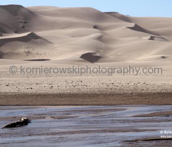 From a distance the dunes appear barren, but a short explorations shows how life adapts to fill every niche!
