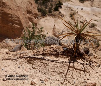 Kasha-Katuwe Tent Rocks National Monument, New Mexico, USA