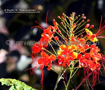 Beautiful Flowers - Gradens at Las Brisas