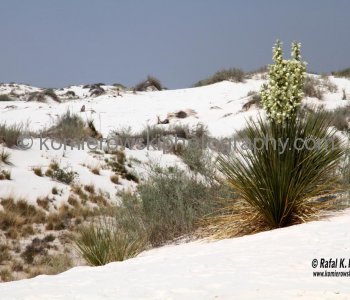 White Sands National Monument, New Mexico, USA