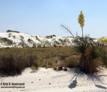 Deposited gypsum powder washed down by rainwater and deposited in the seasonal Lake Lucero,  creating a huge area of white dunes covering 275 square miles.