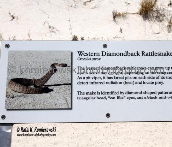 Information with regards to wildlife at White Sands National Monument