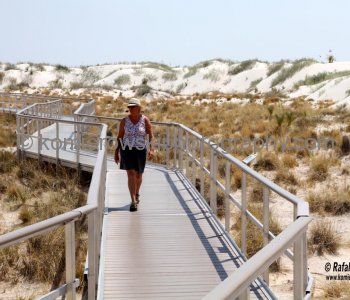 Elevated boardwalk trail leads through a fragile interdune area to a scenic view at the top of a dune