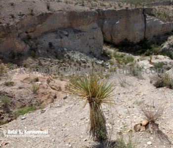 Big Bend NP...the land is more than desert or rock.....