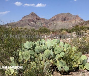 Big Bend NP...the land is more than desert or rock.....
