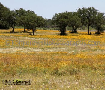 Wildflowers of Texas