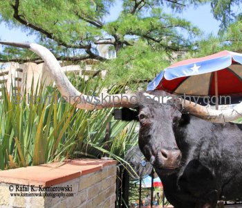 ....Best of Texas....San Antonio, Texas.....