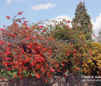 Flowering fence at entrance to Capernaum