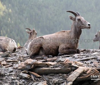 Mountain Goats....