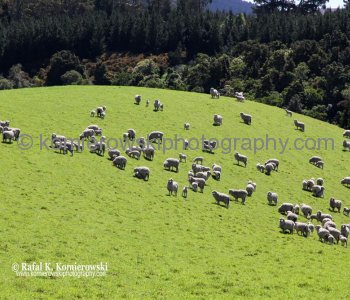 Day 28/ Day 6,  MONDAY,  October 29 ,  2012,     fields north of DUNEDIN,  New Zealand