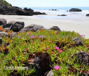 Day 29/ Day 7,  TUESDAY,  October 30 ,  2012,    Beach at Sumner which is a coastal seaside suburb of Christchurch, New Zealand