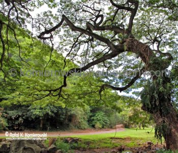 Waimea Valley, a waterfall park offering native Hawaiian history and culture.