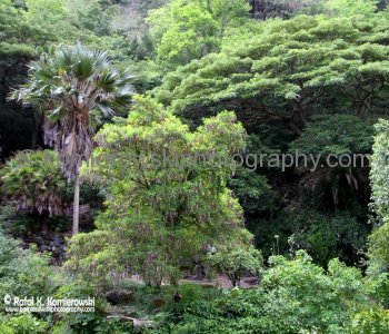Waimea Valley, a waterfall park offering native Hawaiian history and culture.