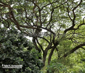 Waimea Valley, a waterfall park offering native Hawaiian history and culture.