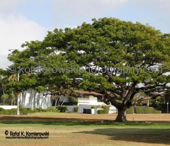 Honolulu, Oahu, Hawaii, USA