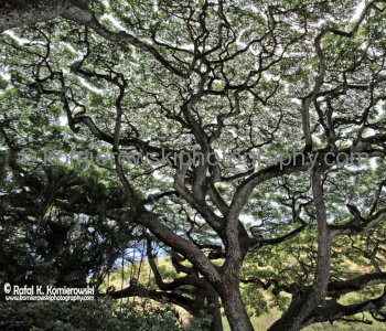 Waimea Valley, Oahu, Hawaii, USA