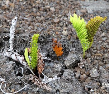 Hawaii Volcanoes National Park