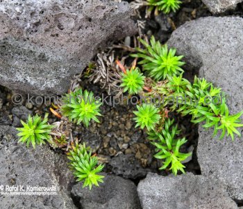 Hawaii Volcanoes National Park