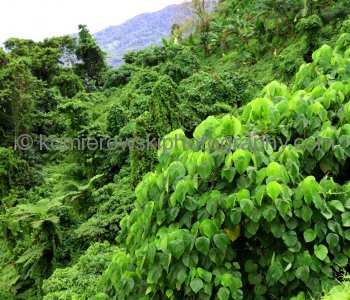 Rainforest...Upolu island, Samoa