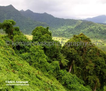 Rainforest...Upolu island, Samoa
