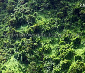 Rainforest...Upolu island, Samoa