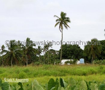 ...Kingdom of Tonga has traditionally thrived on agriculture and fishing...