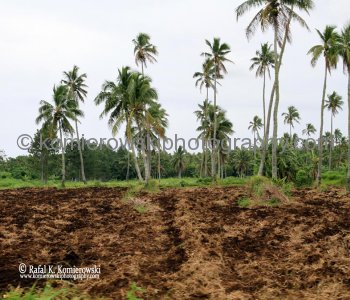 Tonga, countryside outside of Nuku alofa....