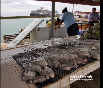 Fish Market in Nuku alofa,  Kingdom of Tonga