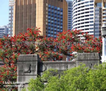 Sydney ...view towards downtown