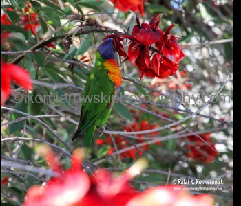 The Rainbow Lorikeet was abundant around Sydney until the late 19th century, but was rare in Sydney between then and 1950. It is now highly abundant again across Sydney.